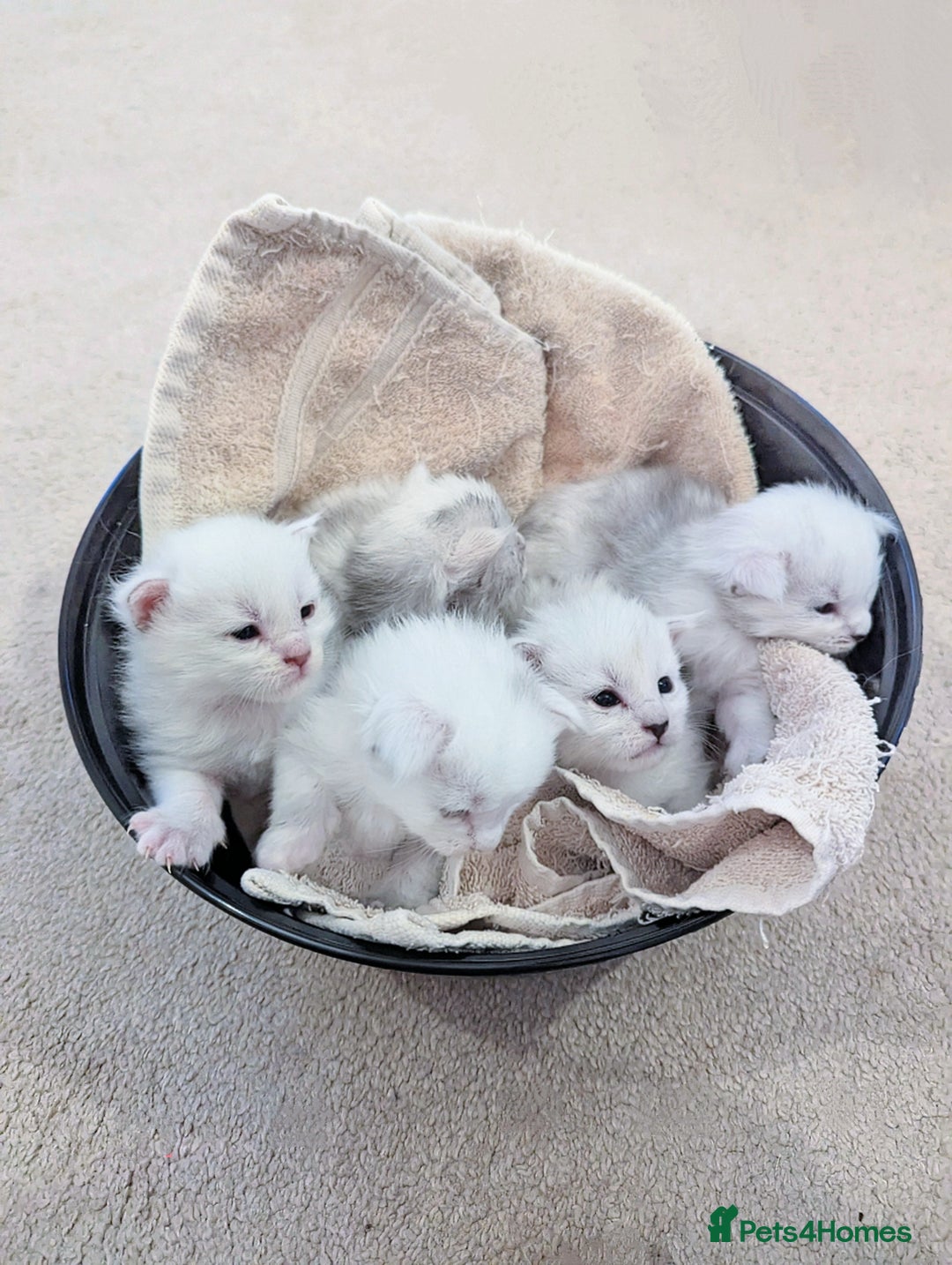 Maine Coon cats for stud: Male Blue Silver Chinchilla Maine Coon (as12) - Image 3