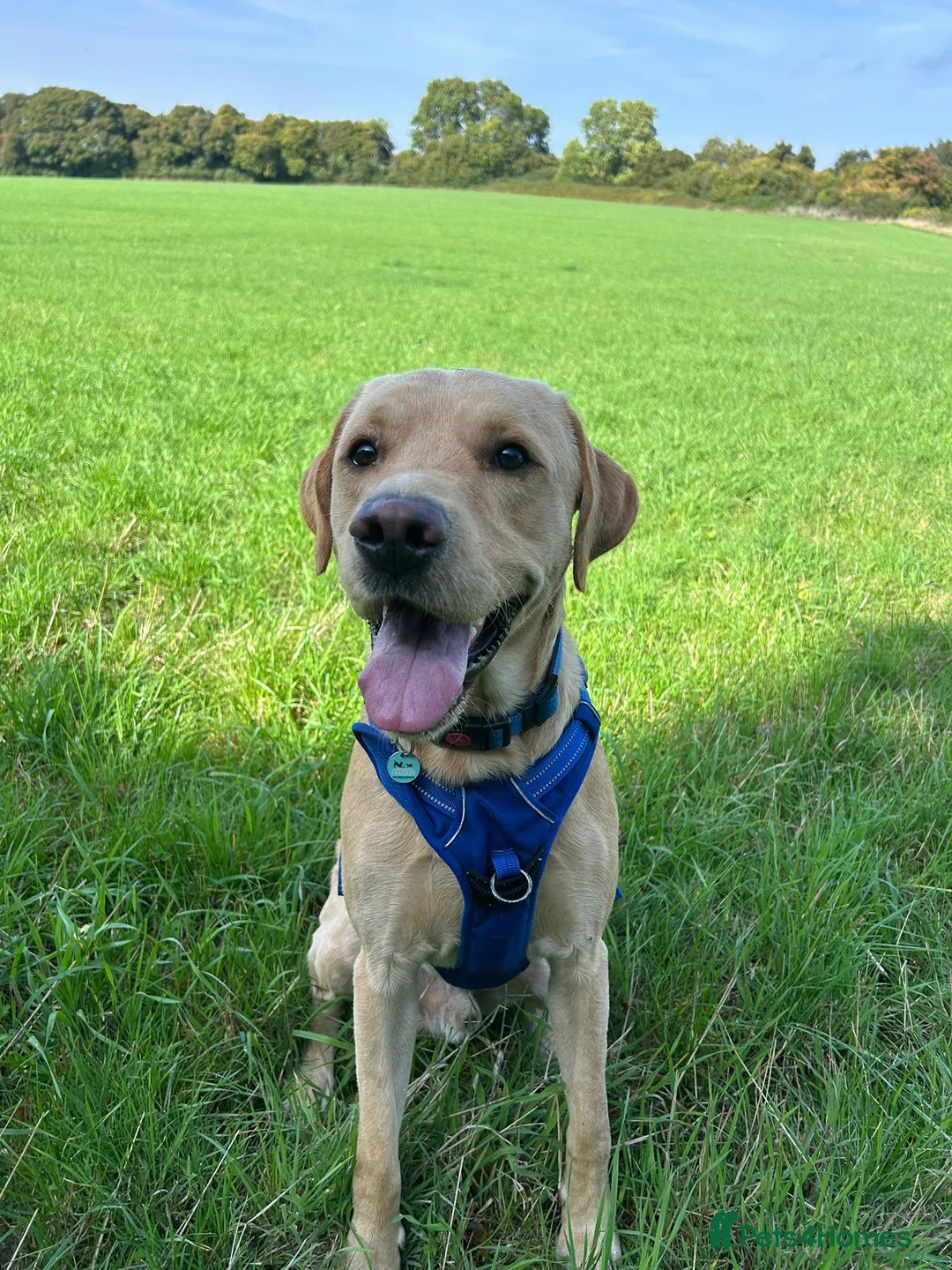 Labrador Retriever dogs for stud: Gorgeous KC Purebred Yellow Labrador For Stud - Advert 4