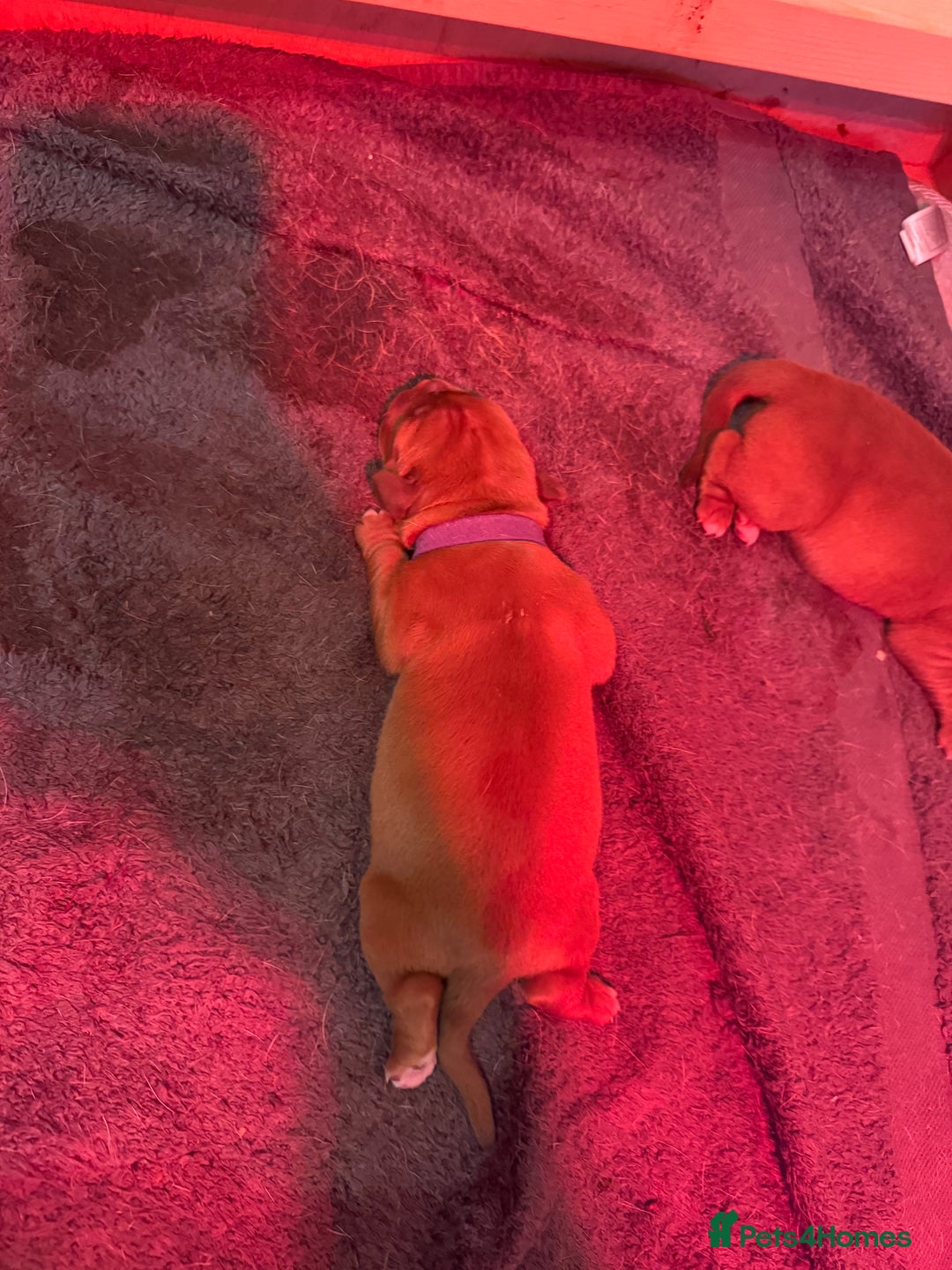 Dogue De Bordeaux dogs for sale: DOGUE DE BORDEAUX PUPPIES AVAILABLE 16/03/26 - Advert 35