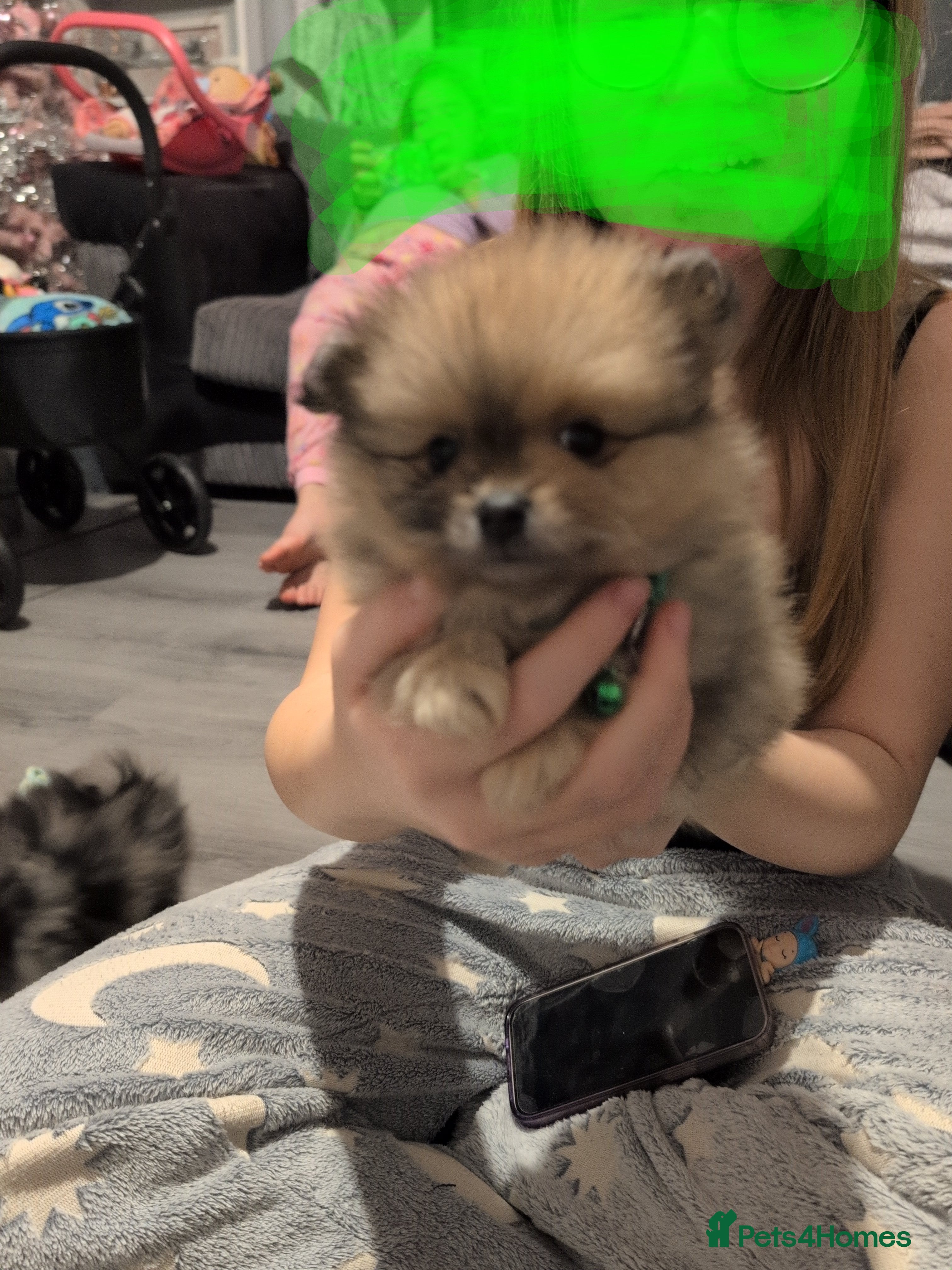 Pomeranian dogs The cutest little Teddy Bear pom price negotiable - Advert 16