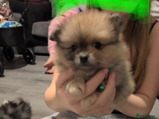 Pomeranian dogs The cutest little Teddy Bear pom price negotiable - Advert 6