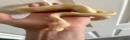 Python Snake reptiles for sale: Albino Ball Python - 66% het pied royal python - Advert 5