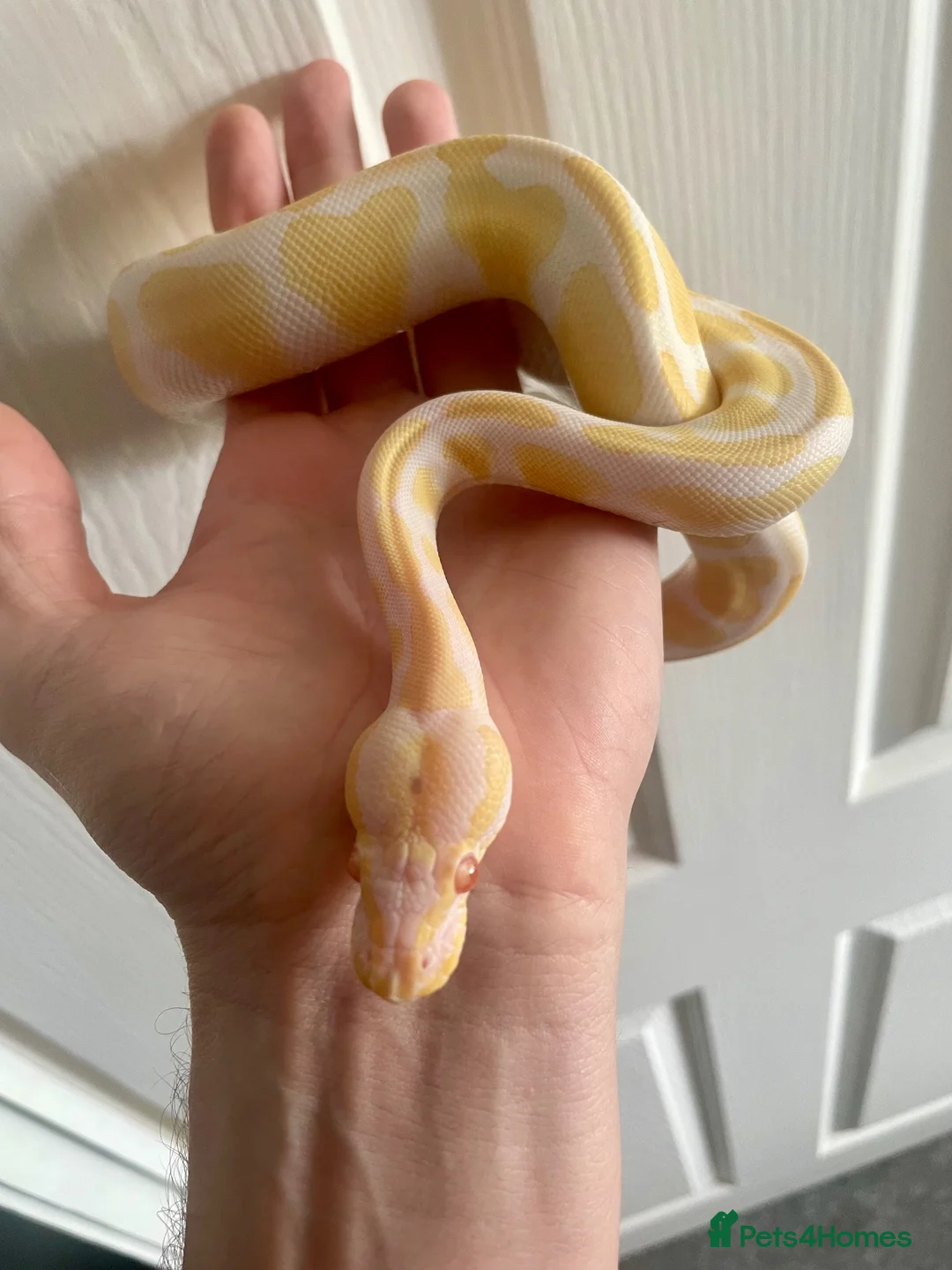 Python Snake reptiles for sale: Albino Ball Python - 66% het pied royal python - Advert 5