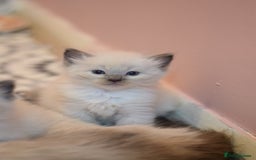 Ragdoll cats for sale: Chunky Ragdoll kittens  - Image 10