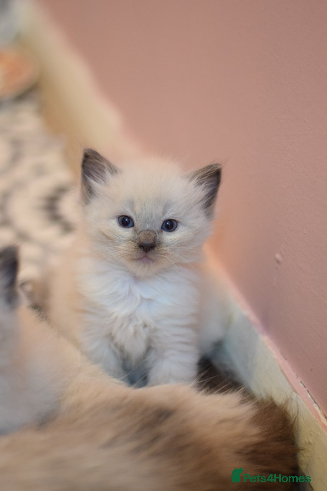Ragdoll cats for sale: Chunky Ragdoll kittens  - Image 10