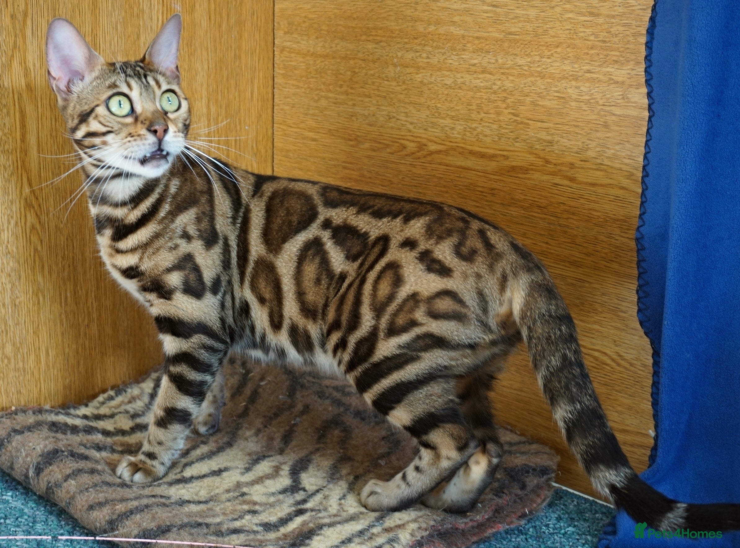 Bengal cats Superb Active Reg Bengal Girl - Advert 1