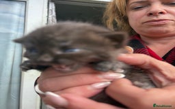British Shorthair cats for sale: British Shorthair chocolate/grey colours  - Image 37
