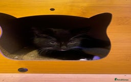 Mixed Breed cats for sale: Kittens Ready for new homes - Image 9