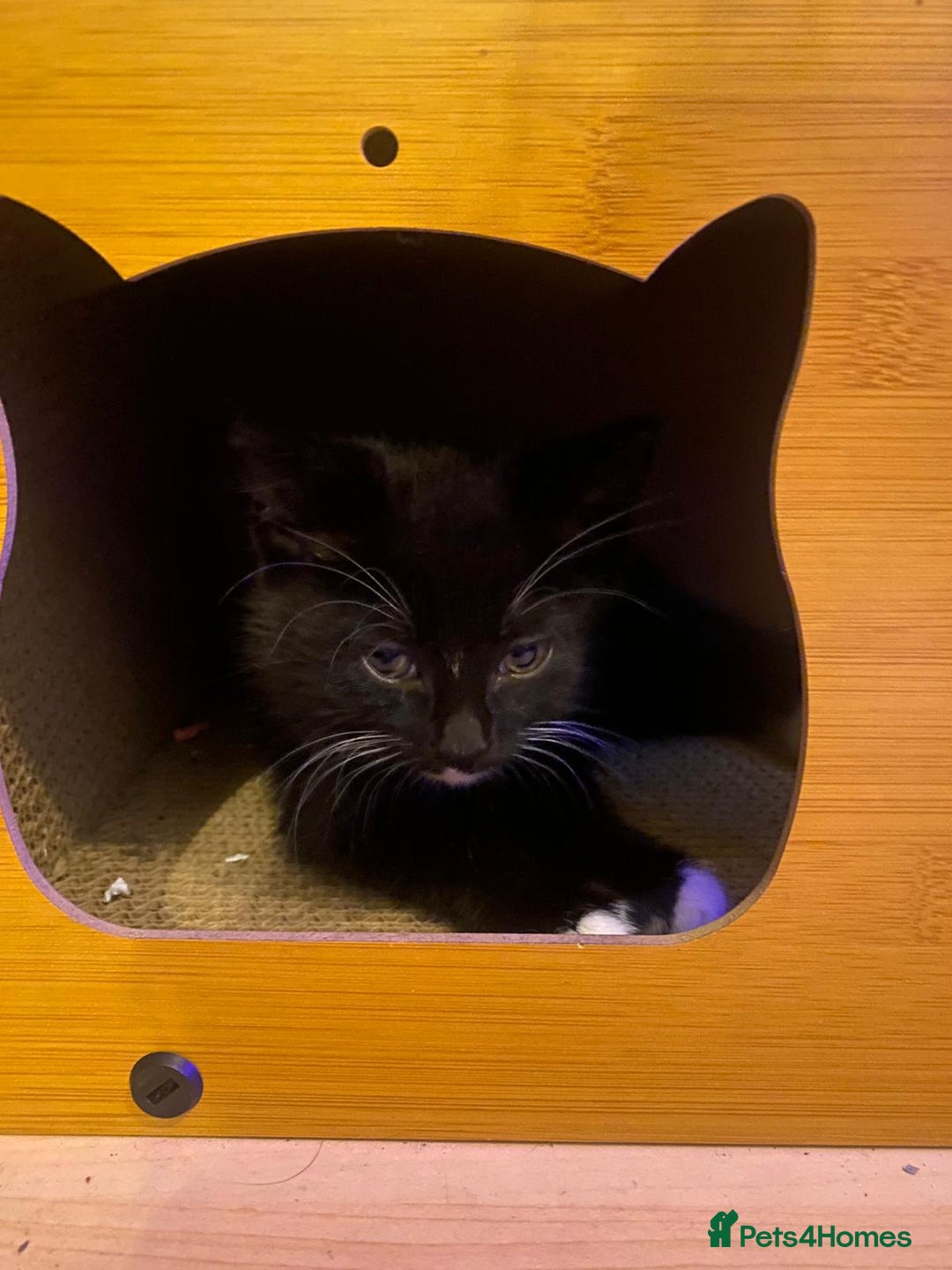 Mixed Breed cats for sale: Kittens Ready for new homes - Image 9