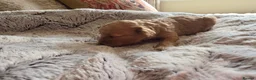 Cavapoo dogs for sale: Beautiful litter of cavapoo - Advert 35