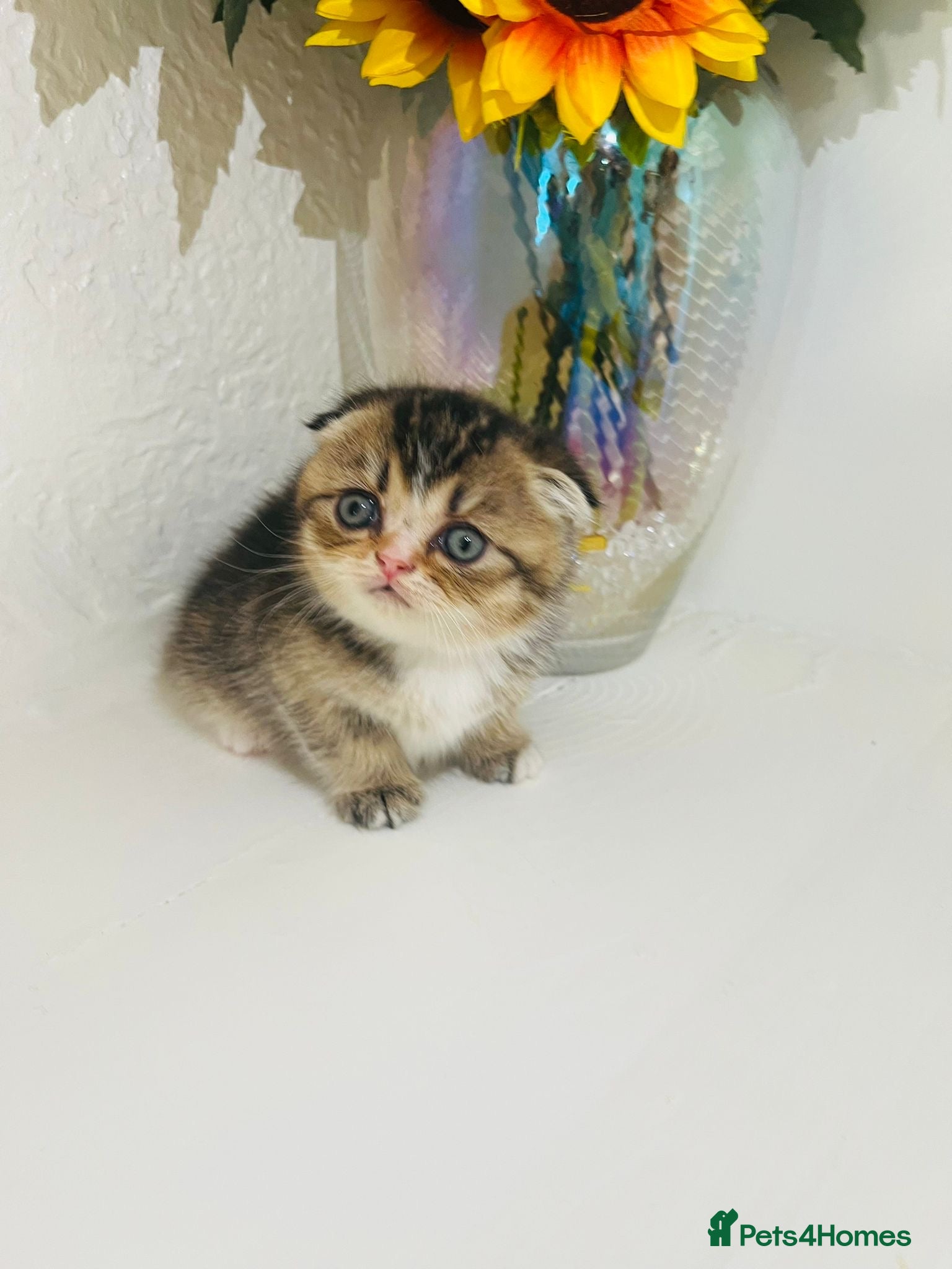 Scottish Fold cats 🥰Purebred Scottish folds looking for parents🐾 - Advert 5