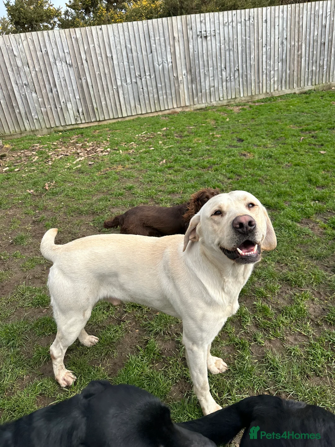 Labrador Retriever dogs for stud: Yellow Working Labrador Stud Fully Health tested in Christchurch - Advert 3