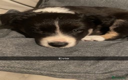 Border Collie dogs for sale: Border collie pups - Image 2