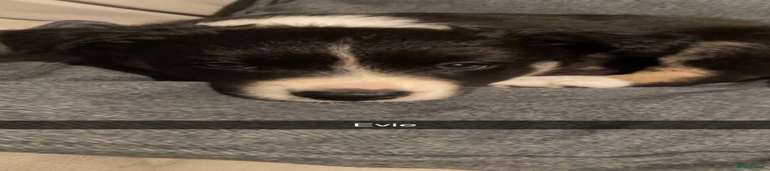 Border Collie Puppy 3