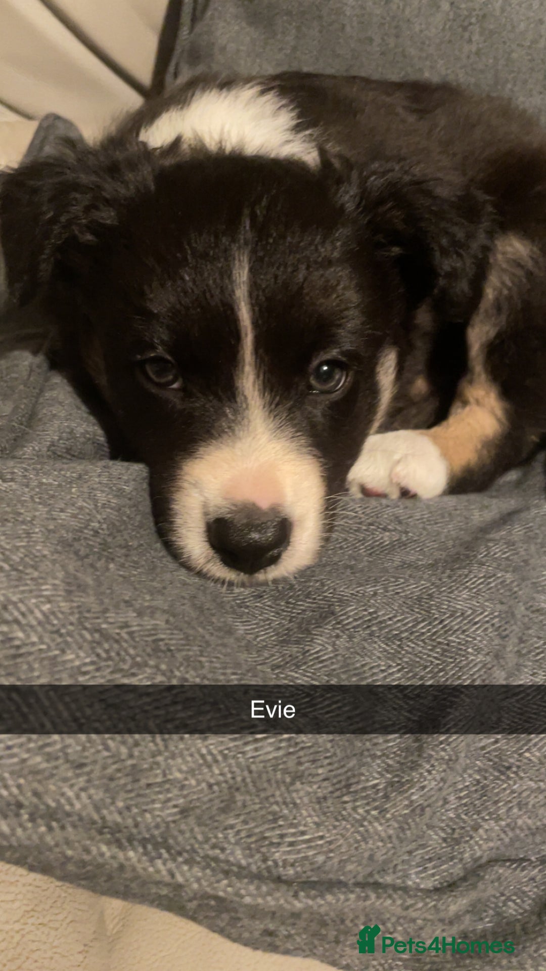 Border Collie dogs for sale: Border collie pups - Image 2