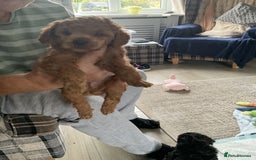 Toy Poodle dogs for sale: Toy poodle - Image 12