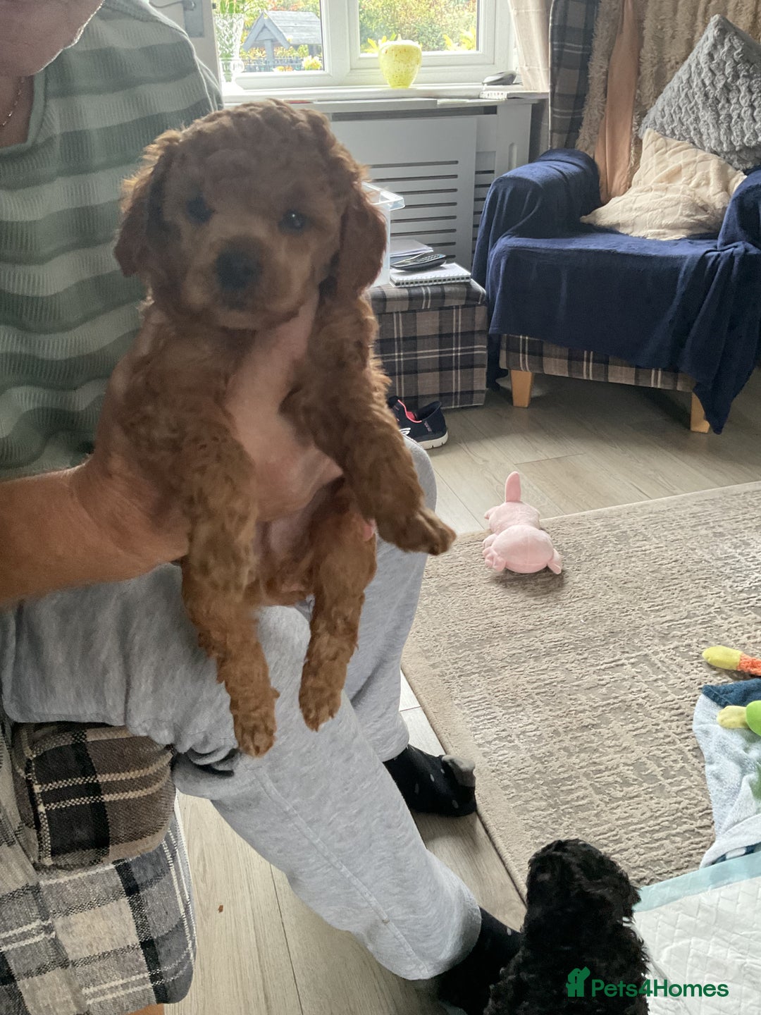 Toy Poodle dogs for sale: Toy poodle - Image 12
