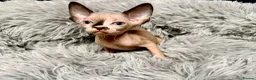 Sphynx cats for sale: TICA Reg Sphynx Kittens, Extensive Genetic Testing - Advert 22