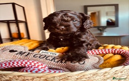 Cockapoo dogs for sale: Beautiful cockerpoos / Yankee doodles - Advert 2