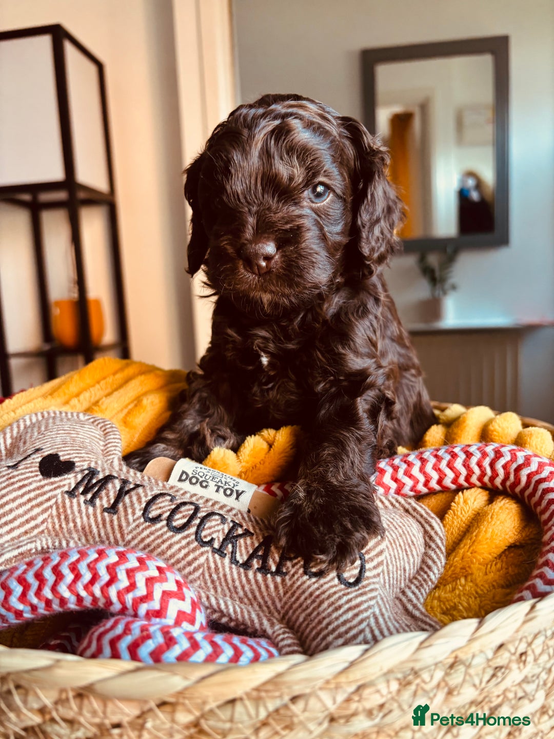 Cockapoo dogs for sale: Beautiful cockerpoos / Yankee doodles - Advert 2