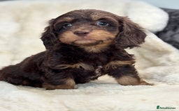 Mixed Breed dogs for sale: Gorgeous Daxi cross puppies  - Advert 4