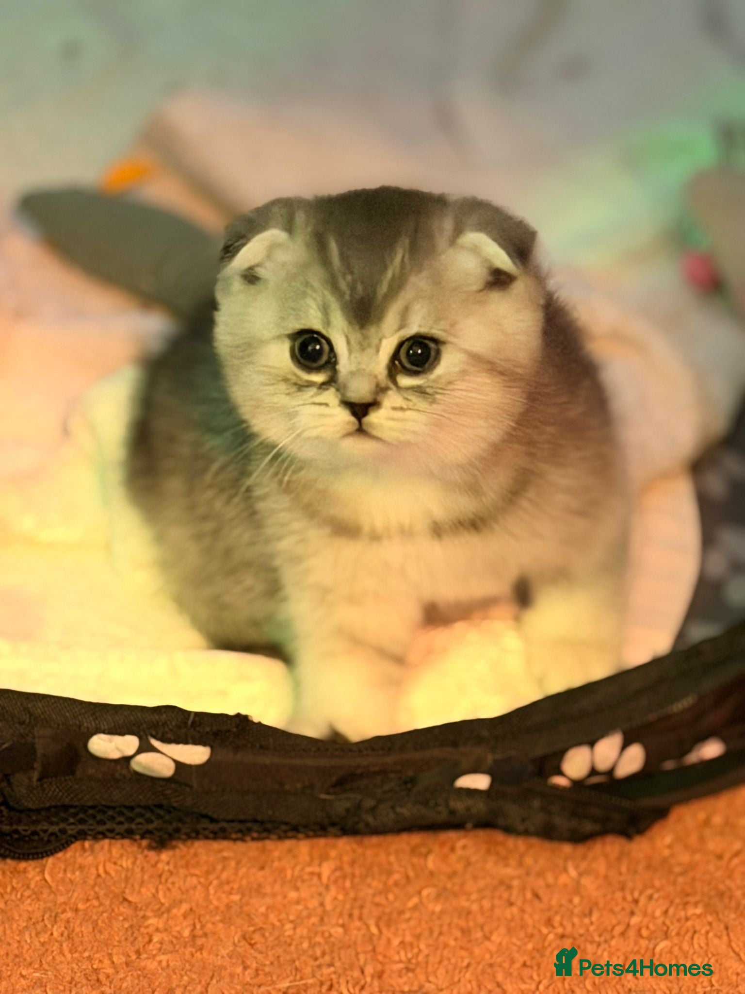 Scottish Fold cats Scottish fold for sale - Advert 14