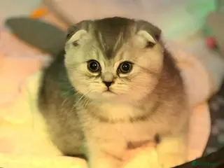 Scottish Fold cats Scottish fold for sale - Advert 14
