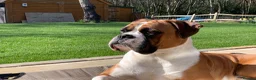 Boxer dogs for stud: Super family pet boxer for stud in Haywards Heath - Advert 1