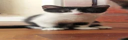 Mixed Breed cats for sale: Domestic Cat - Advert 12