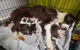 Border Collie dogs for sale: Border collie puppies  - Image 14