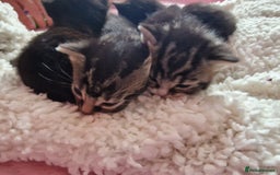 Mixed Breed cats for sale: 2 kittens for sale. A beautiful boy and a girl - Image 17