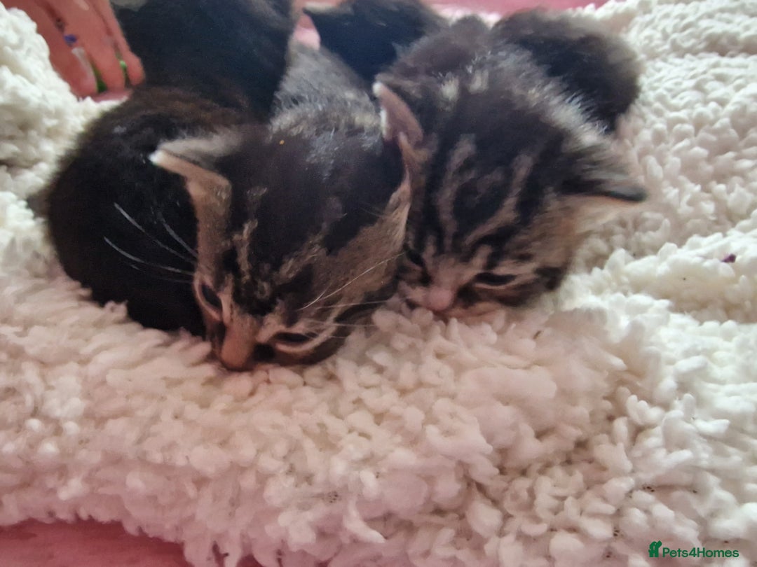 Mixed Breed cats for sale: 2 kittens for sale. A beautiful boy and a girl - Image 17