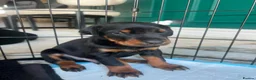 Dobermann dogs for sale: ABSOLUTELY STUNNING DOBERMAN PUPPIES FOR SALE in Boston - Advert 4