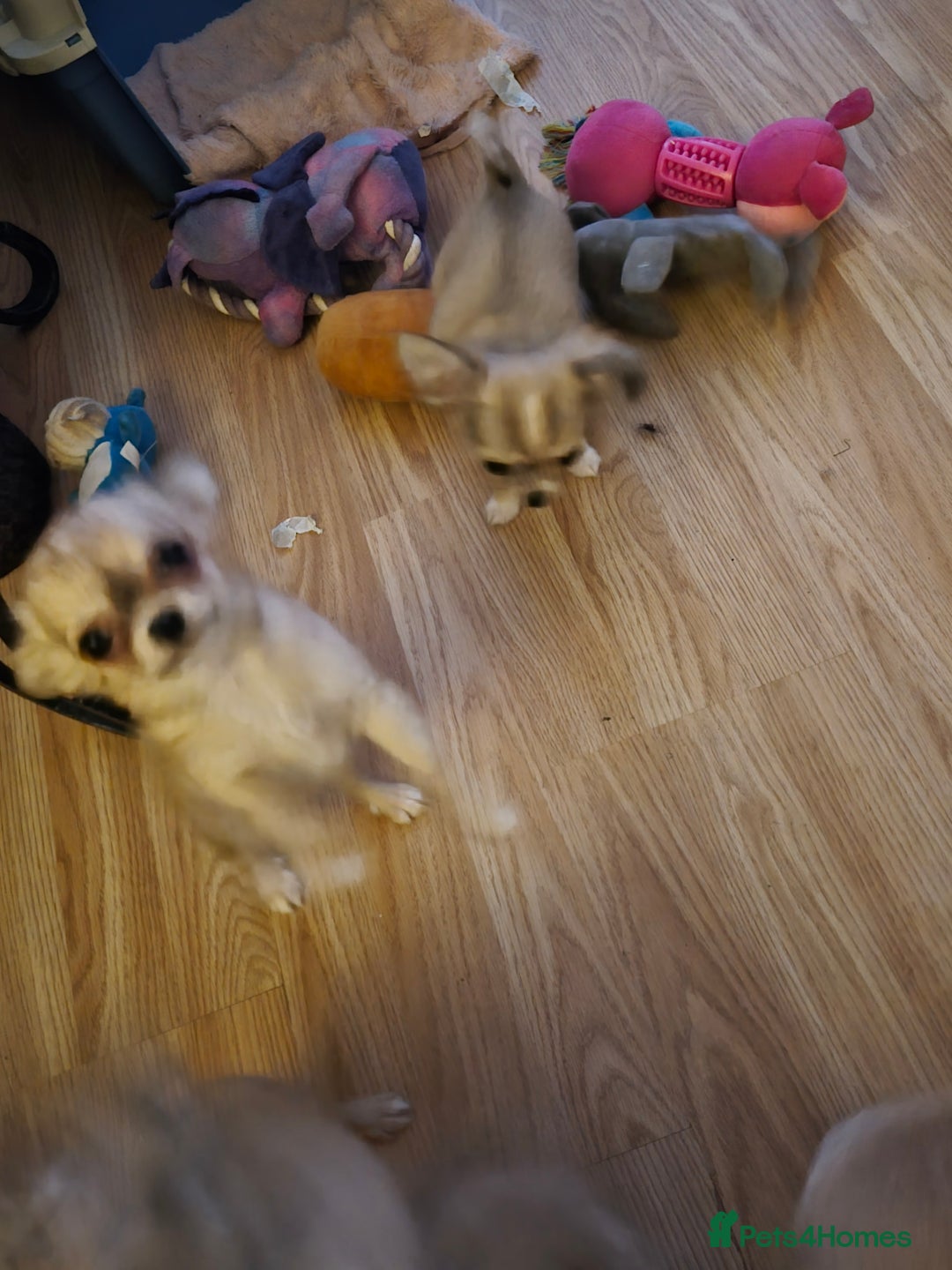 Chihuahua dogs for sale: Long haired chihuahua  - Image 8