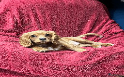 Cavachon dogs for sale: Playful boys ready to go  - Image 9