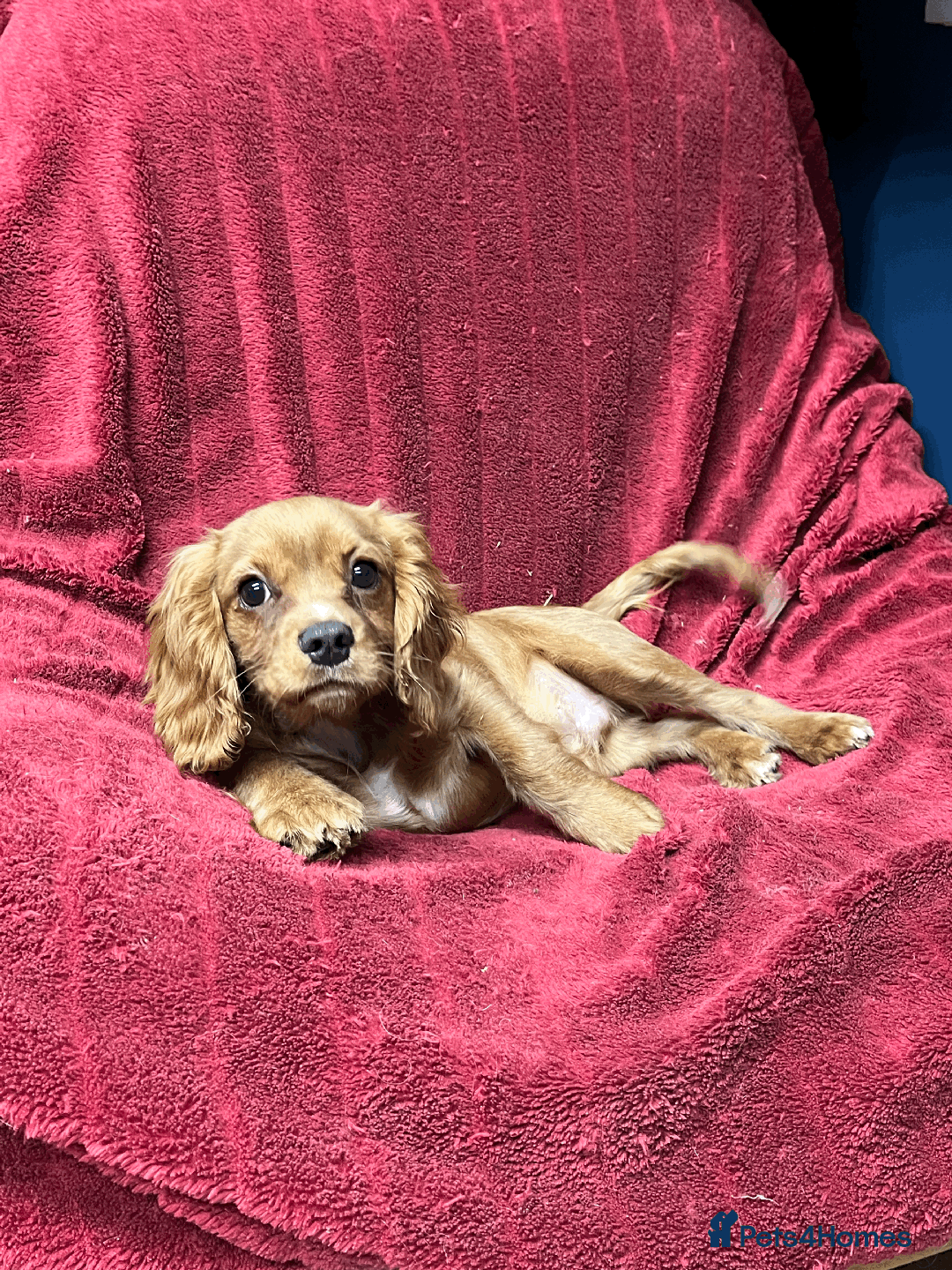 Cavachon dogs for sale: Playful boys ready to go  - Image 9