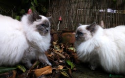Ragdoll cats for sale: GCCF REG PET KITTENS CHAMPION IMPORT BLOODLINES - Image 20