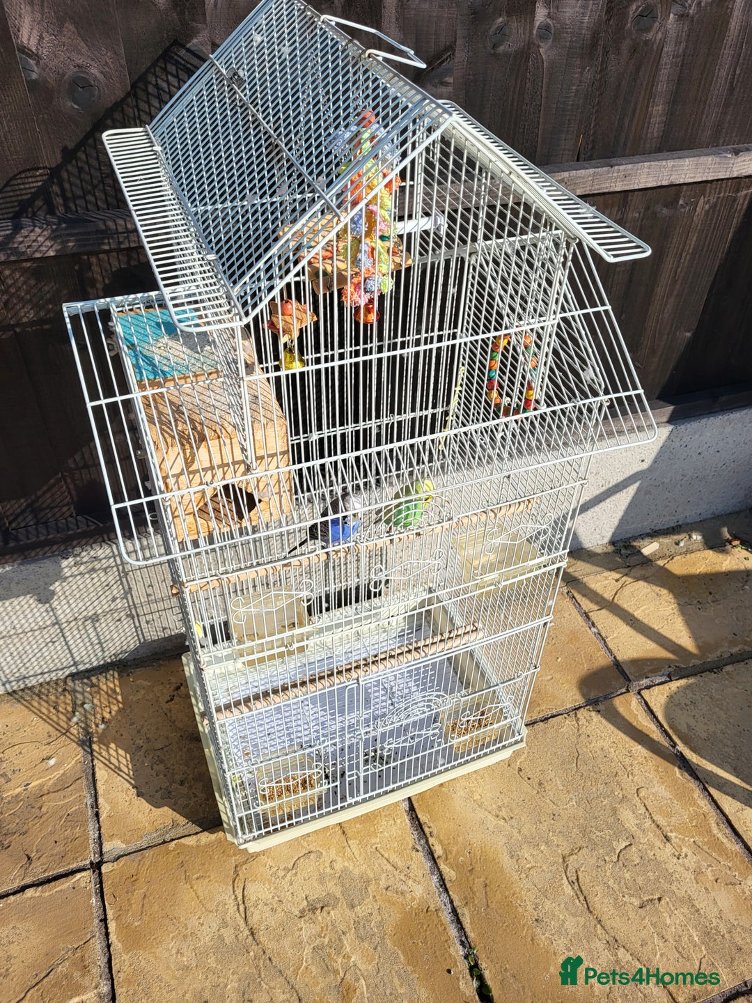 Budgerigars birds for sale: Mr Hritcan - Image 1