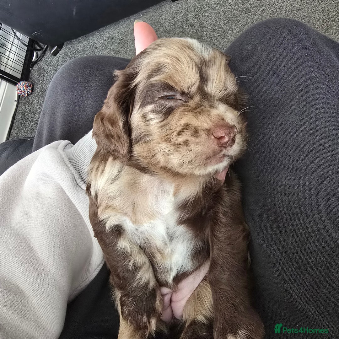 Cocker Spaniel dogs for sale: Cocker spaniels for sale  - Image 7