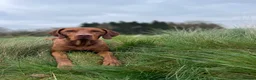 Hungarian Vizsla dogs for stud: KC Hungarian Vizsla Stud Champion Russetmantle - Advert 2