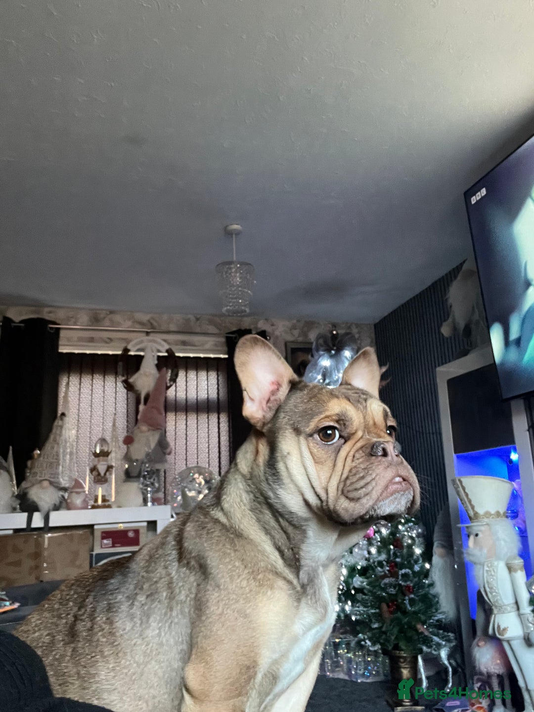 Mixed Breed dogs for sale: 3/4 English bulldog x 1/4 French bulldog - Advert 14