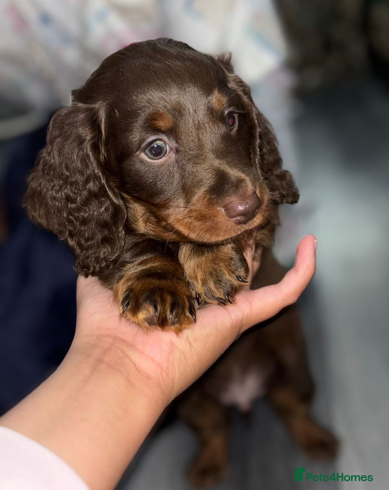 Dachshund dogs 🐾 Adorable Dachshund Puppies for Sale 🐾 - Advert 4
