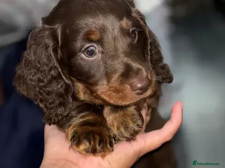 Dachshund dogs 🐾 Adorable Dachshund Puppies for Sale 🐾 - Advert 4