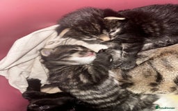 Mixed Breed cats for sale: 2 male 2 female beautiful kittens - Image 20