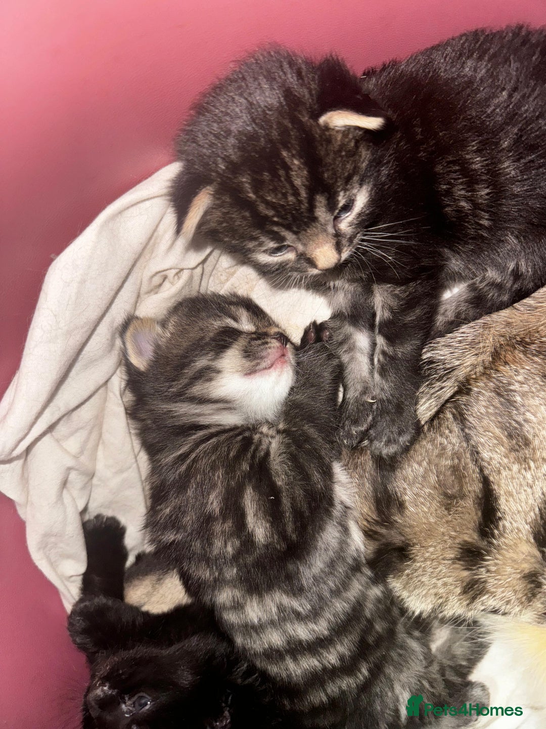 Mixed Breed cats for sale: 2 male 2 female beautiful kittens - Image 20