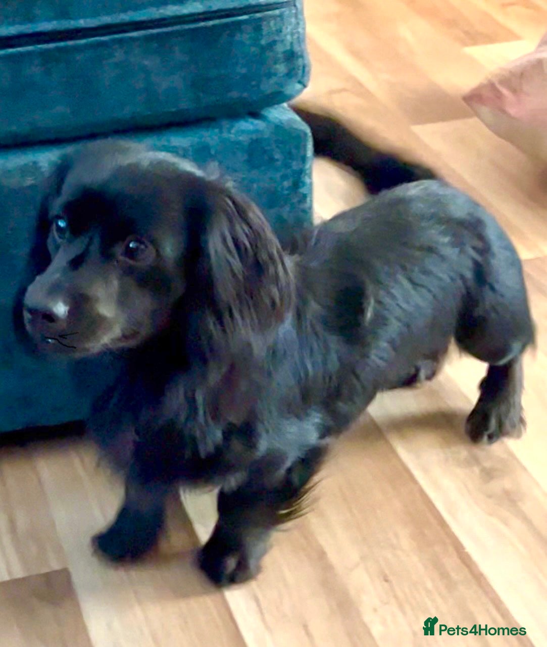 Miniature Dachshund dogs for stud: solid black longhaired miniature dachshu in Loughborough - Advert 5