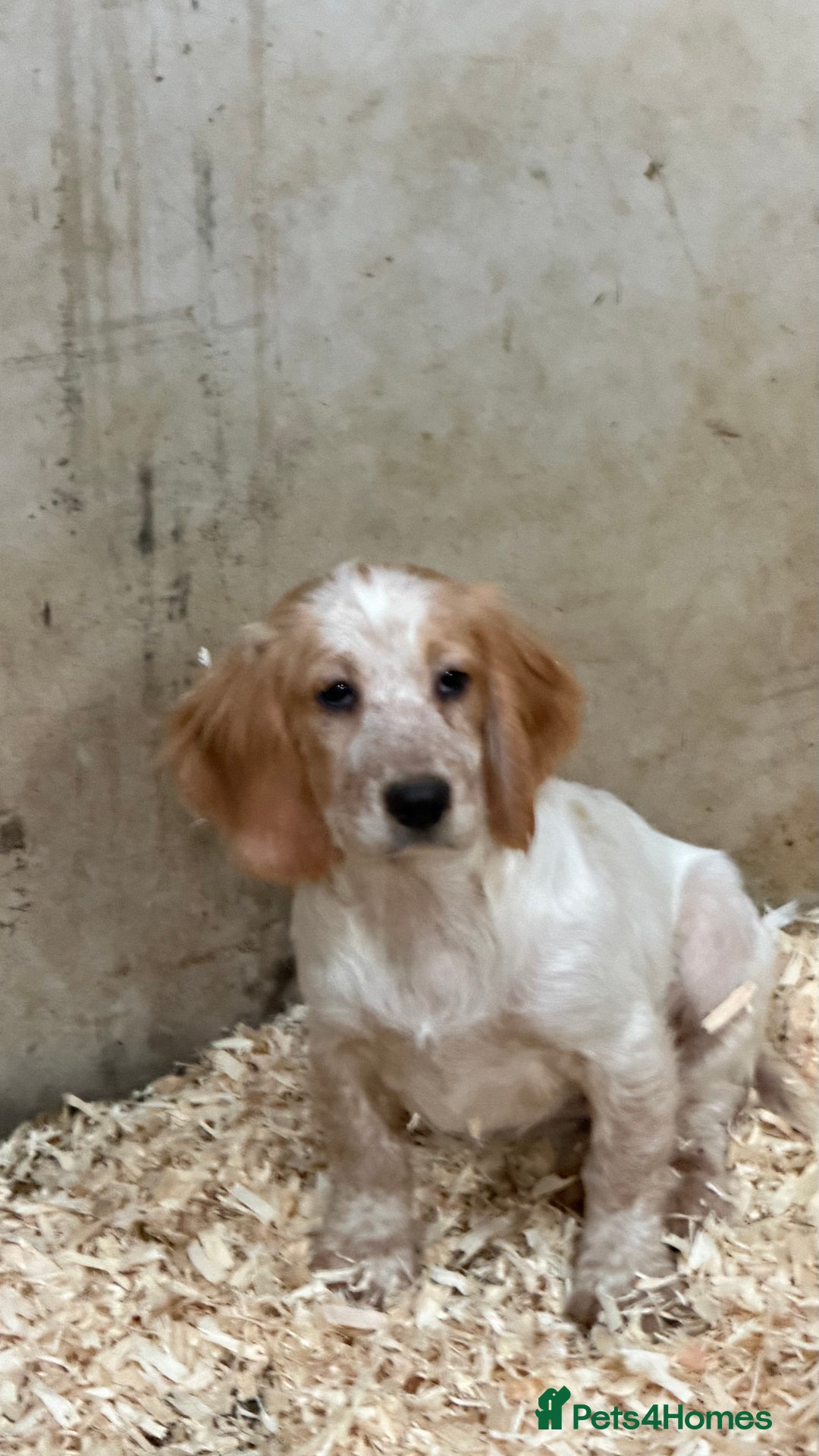 Sprocker dogs for sale: 4 Sprocker Spaniels  - Advert 2