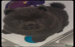 Chow Chow dogs for sale:  KC registered Chow Chow puppies for sale.🤗 - Image 6