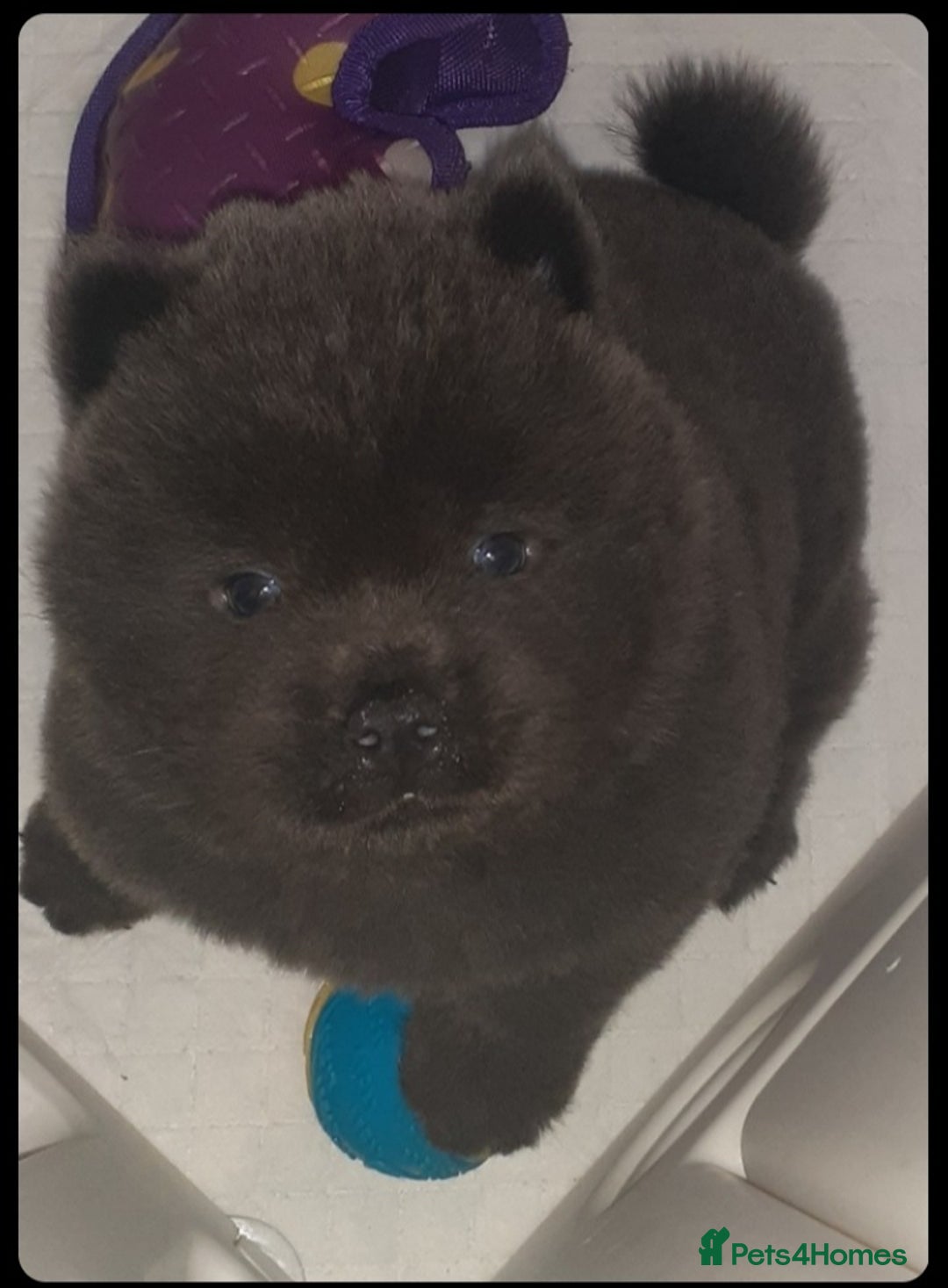 Chow Chow dogs for sale:  KC registered Chow Chow puppies for sale.🤗 - Image 6