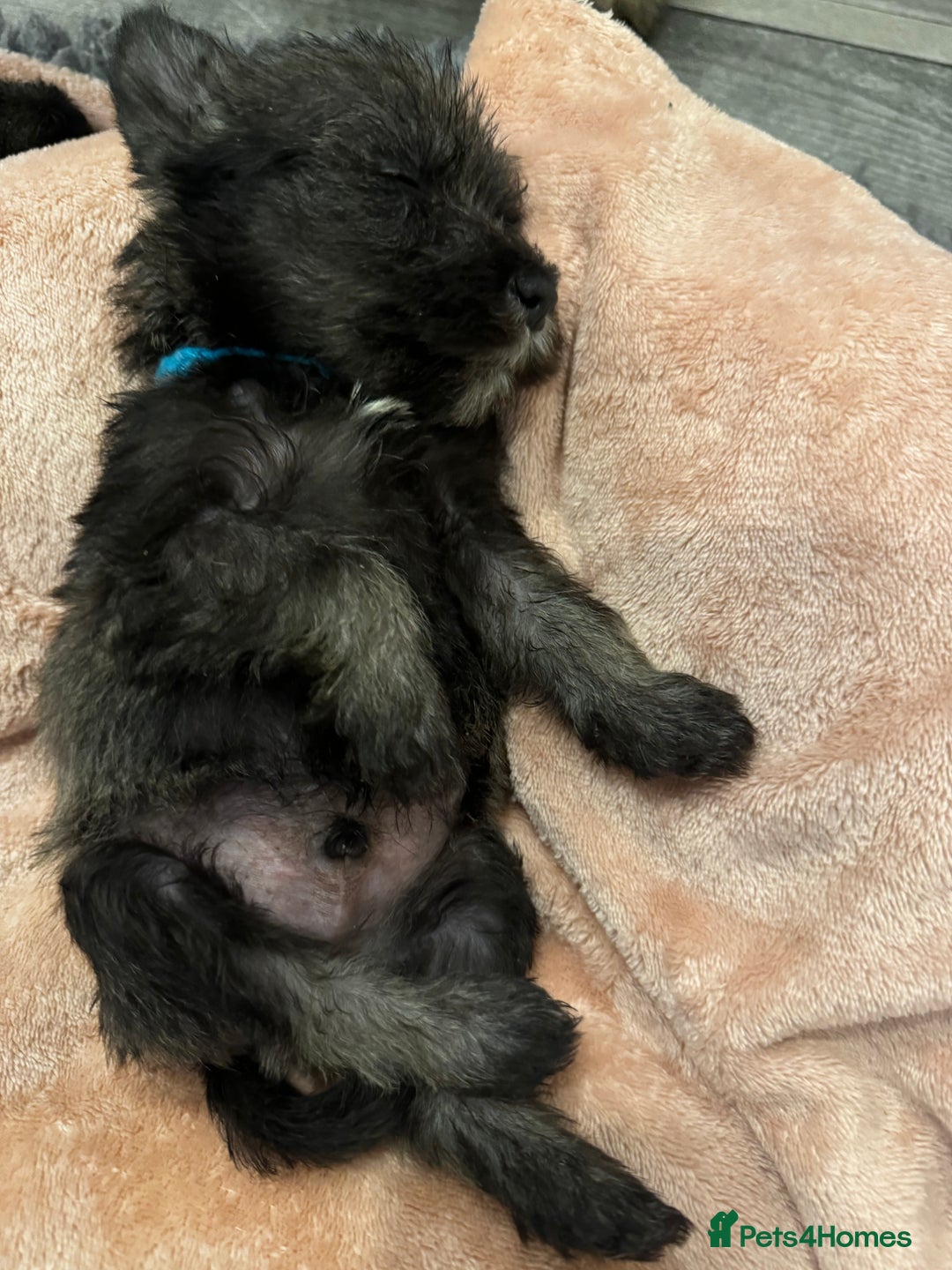 Miniature Schnauzer dogs for sale: Miniature Schnauzer Puppies  - Image 17